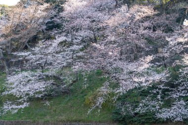 Japonya 'da kiraz çiçekleri, Tokyo