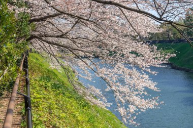 Japonya 'da kiraz çiçekleri, Tokyo