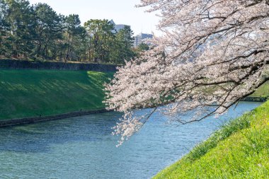 Japonya 'da kiraz çiçekleri, Tokyo
