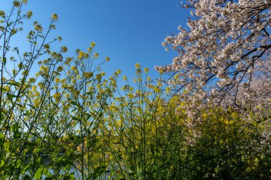 Japonya 'da kiraz çiçekleri, Tokyo