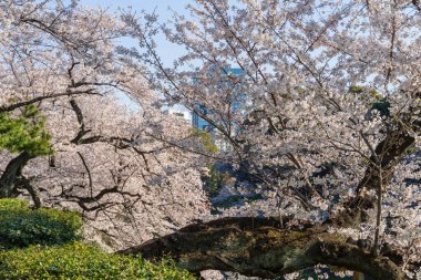 Japonya 'da kiraz çiçekleri, Tokyo