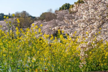 Japonya 'da kiraz çiçekleri, Tokyo
