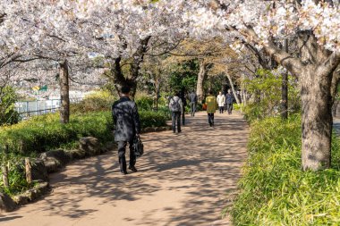 Japonya 'da kiraz çiçekleri, Tokyo