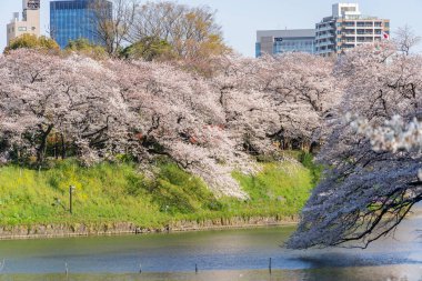 Japonya 'da kiraz çiçekleri, Tokyo