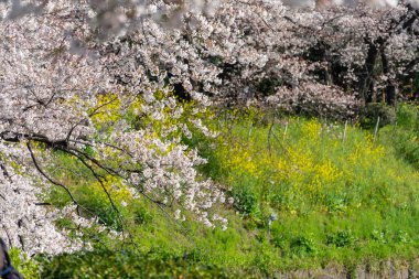 Japonya 'da kiraz çiçekleri, Tokyo