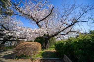 Japonya 'da kiraz çiçekleri, Tokyo