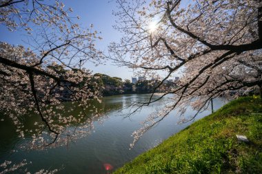 Japonya 'da kiraz çiçekleri, Tokyo