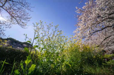 Japonya 'da kiraz çiçekleri, Tokyo