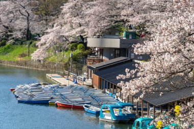 Japonya 'da kiraz çiçekleri, Tokyo