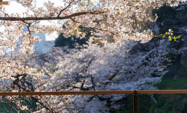 Japonya 'da kiraz çiçekleri, Tokyo
