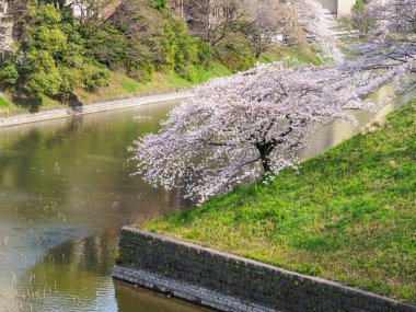 Japonya 'da kiraz çiçekleri, Tokyo