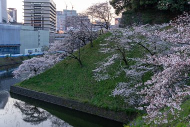 Japonya 'da kiraz çiçekleri, Tokyo