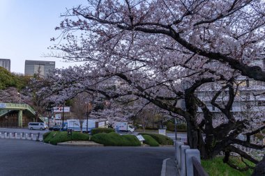 Japonya 'da kiraz çiçekleri, Tokyo