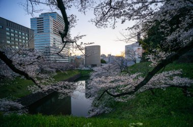 Japonya 'da kiraz çiçekleri, Tokyo