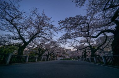 Japonya 'da kiraz çiçekleri, Tokyo