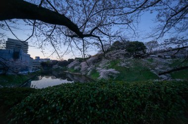 Japonya 'da kiraz çiçekleri, Tokyo