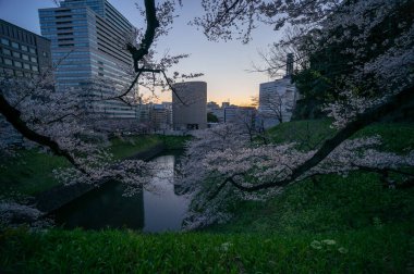 Japonya 'da kiraz çiçekleri, Tokyo