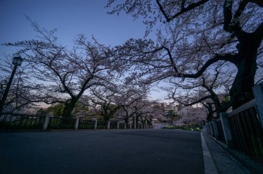 Japonya 'da kiraz çiçekleri, Tokyo