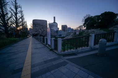 Japonya 'da kiraz çiçekleri, Tokyo