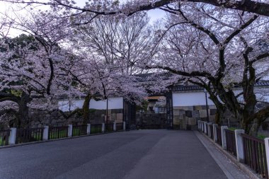 Japonya 'da kiraz çiçekleri, Tokyo