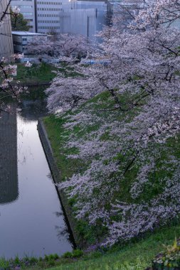 Japonya 'da kiraz çiçekleri, Tokyo