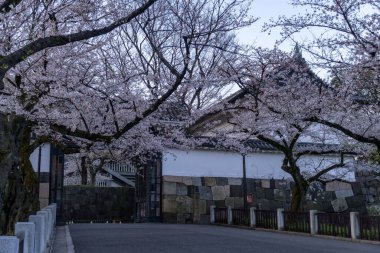 Japonya 'da kiraz çiçekleri, Tokyo
