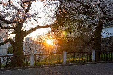 Japonya 'da kiraz çiçekleri, Tokyo