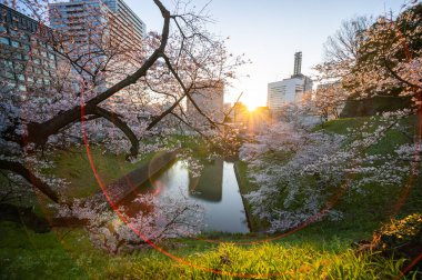 Japonya 'da kiraz çiçekleri, Tokyo