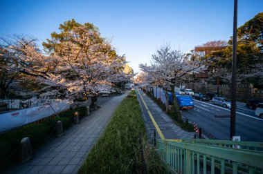 Japonya 'da kiraz çiçekleri, Tokyo