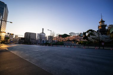 Japonya 'da kiraz çiçekleri, Tokyo