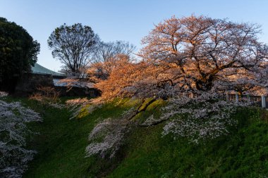 Japonya 'da kiraz çiçekleri, Tokyo