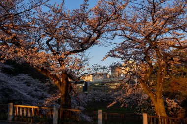 Japonya 'da kiraz çiçekleri, Tokyo