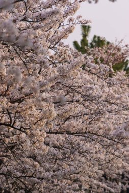 Japonya 'da kiraz çiçekleri, Tokyo