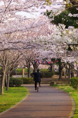Japonya 'da kiraz çiçekleri, Tokyo