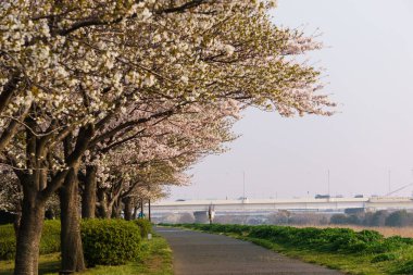Japonya 'da kiraz çiçekleri, Tokyo