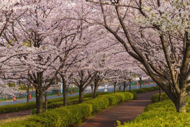 Japonya 'da kiraz çiçekleri, Tokyo