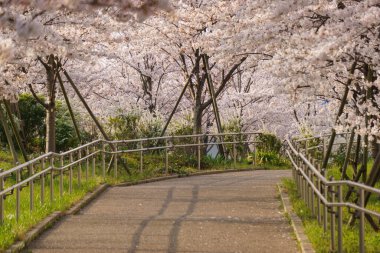 Japonya 'da kiraz çiçekleri, Tokyo