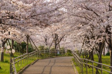 Japonya 'da kiraz çiçekleri, Tokyo