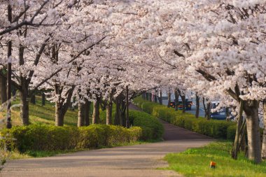Japonya 'da kiraz çiçekleri, Tokyo