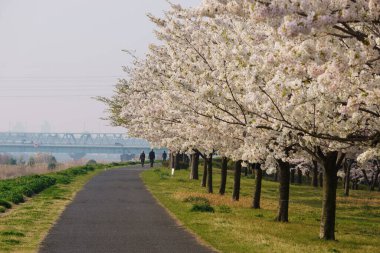 Japonya 'da kiraz çiçekleri, Tokyo