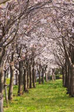 Japonya 'da kiraz çiçekleri, Tokyo