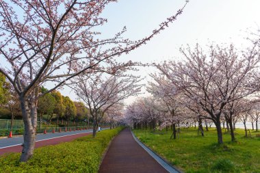 Japonya 'da kiraz çiçekleri, Tokyo