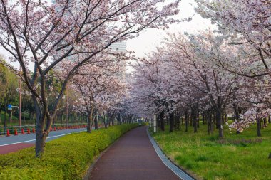 Japonya 'da kiraz çiçekleri, Tokyo
