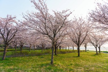 Japonya 'da kiraz çiçekleri, Tokyo