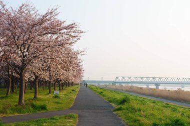 Japonya 'da kiraz çiçekleri, Tokyo