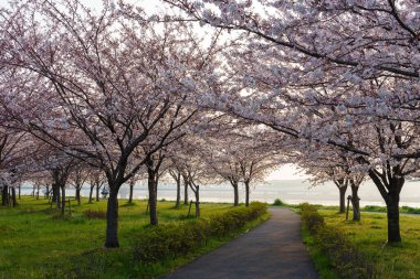 Japonya 'da kiraz çiçekleri, Tokyo
