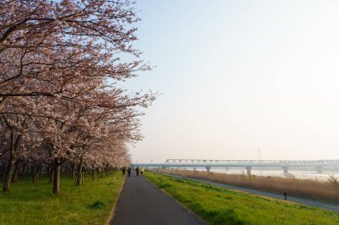 Japonya 'da kiraz çiçekleri, Tokyo