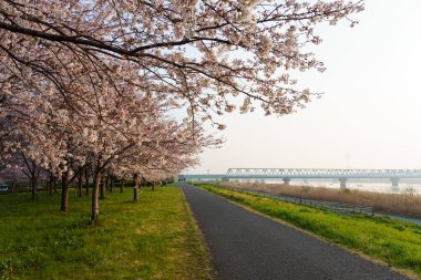 Japonya 'da kiraz çiçekleri, Tokyo