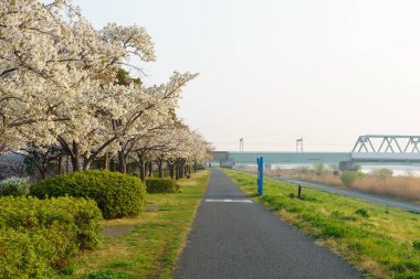 Japonya 'da kiraz çiçekleri, Tokyo