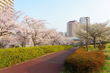 Japonya 'da kiraz çiçekleri, Tokyo